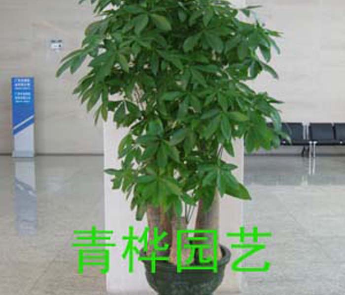 大五头发财树